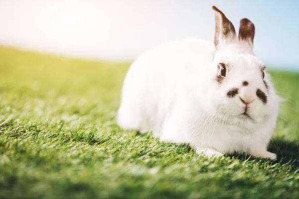 Білий Кролик Лежить Зеленому Лузі — стокове фото