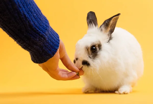 Woman Feeding Rabbit Carrot Yellow Background — Stock Photo, Image