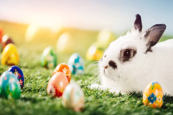White Rabbit Easter Eggs Spring Green Grass — Zdjęcie stockowe