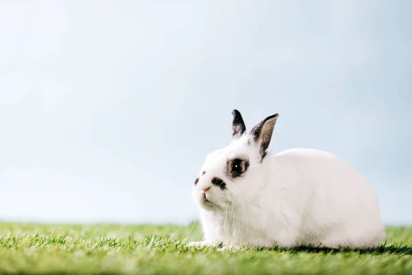 White Rabbit Laying Green Meadow — Stock Photo, Image