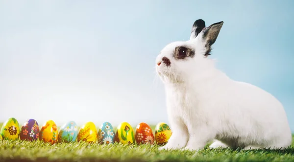 White Rabbit Easter Eggs Spring Green Grass — Stock Photo, Image