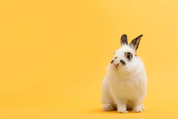 Little Bunny Sitting Yellow Background — Stock Photo, Image
