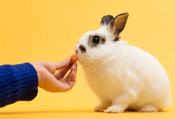 Mujer Alimentando Conejo Con Zanahoria Sobre Fondo Amarillo — Foto de Stock