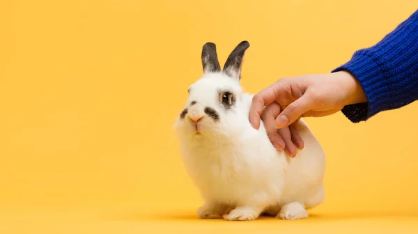 Woman Petting White Bunny Bright Yellow Background — Stock Photo, Image