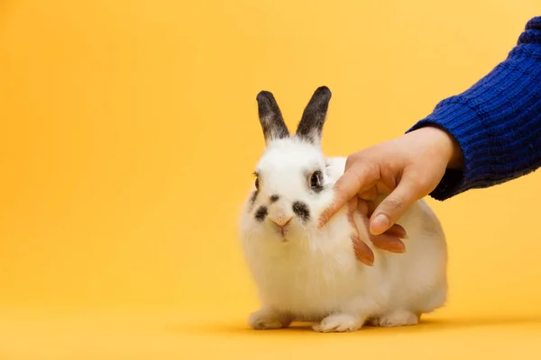 Woman Petting White Bunny Bright Yellow Background — Stock Photo, Image