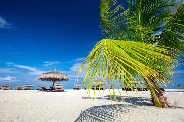 Tropische Zandstrand Met Groene Palmen Eilanden Van Maldiven — Stockfoto