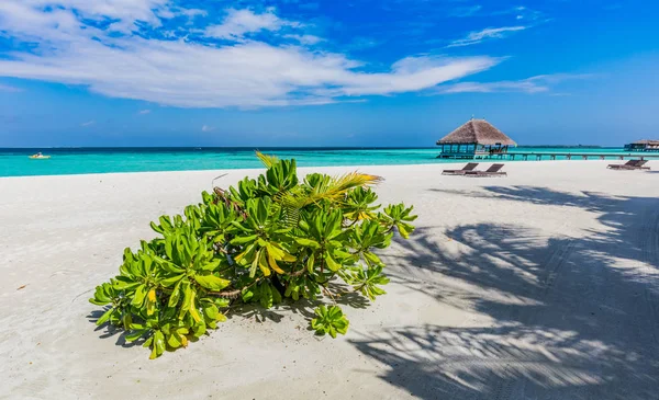 Мальдівських Пляж Зеленими Рослинами Синій Океан — стокове фото