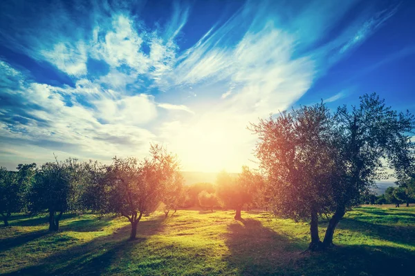 Grønne Oliventrær Ved Solnedgang Toscana Italia – stockfoto