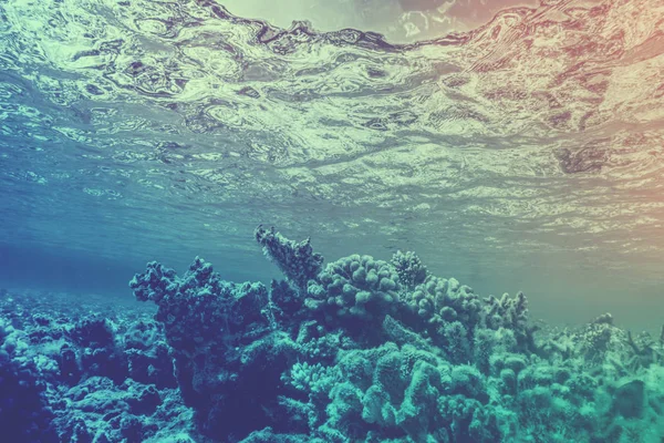 Vista Panoramica Della Barriera Corallina Sottomarina Dei Pesci Nell Oceano — Foto Stock