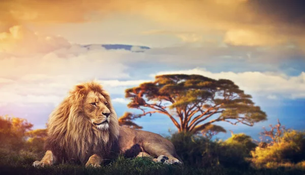 Лев Лежить Траві Савані Заході Сонця — стокове фото