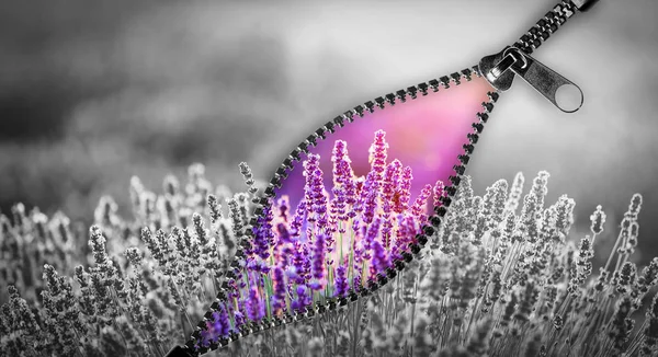 Unzip Manier Kleurrijke Lavendel Bloemen — Stockfoto