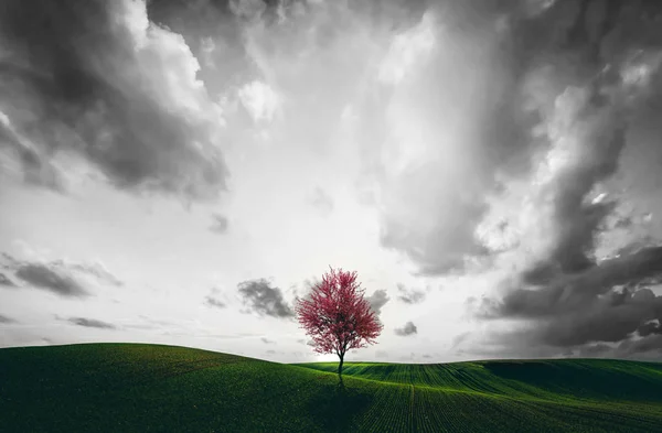 Einsamer Roter Baum Auf Grünem Feld — Stockfoto