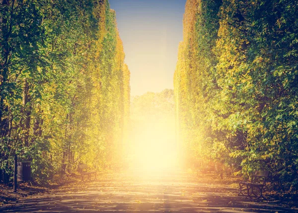 Sıcak Güneş Işınları Sonbahar Parkı Manzara Görünümü — Stok fotoğraf