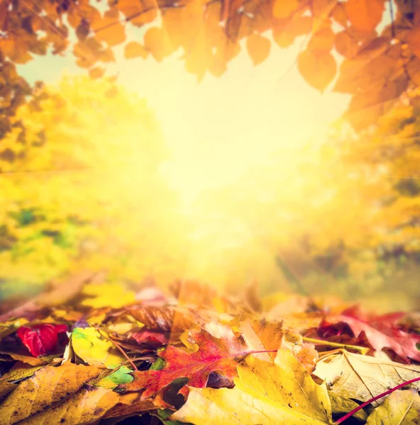 Pozadí Podzimního Rámu Barevnými Listy Slunečním Světlem — Stock fotografie