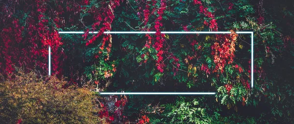 Renkli Yaprakları Yemyeşil Duvar Neon Işık Çerçevesi — Stok fotoğraf