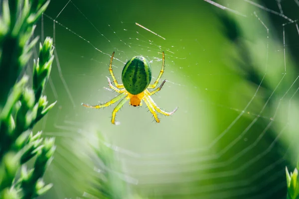 Vue Rapprochée Araignée Suspendue Sur Toile Sur Fond Vert Flou — Photo