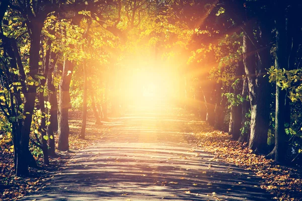 Scenic View Autumn Park Warm Sun Rays — Stock Photo, Image