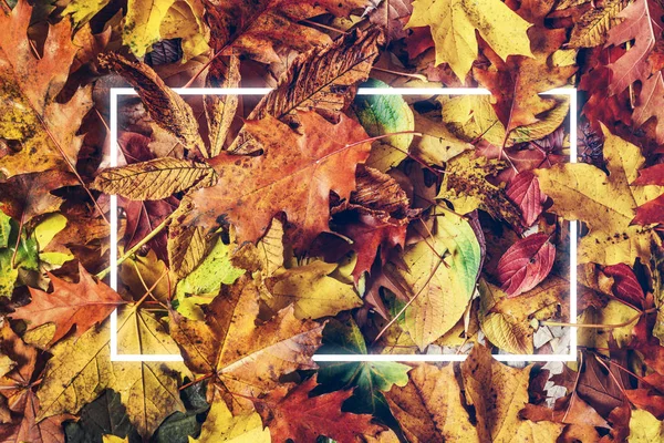 Неоновая Светлая Рамка Цветных Осенних Листьях — стоковое фото