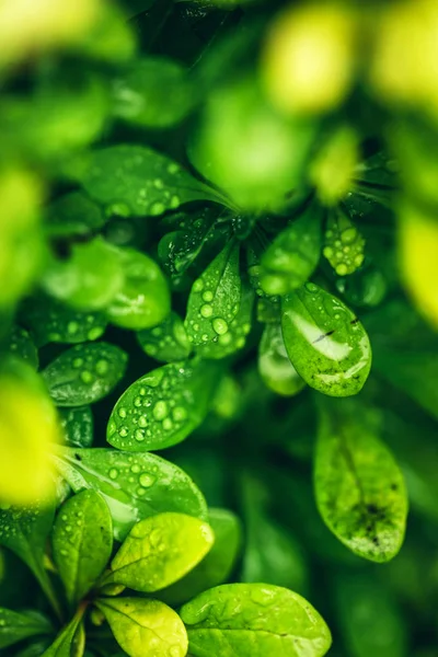 Blick Auf Grüne Blätter Mit Frischen Regentropfen — Stockfoto