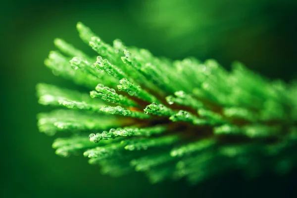 Vista Próxima Árvore Conífera Verde Com Gotas Após Chuva — Fotografia de Stock