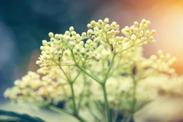Zamknij Widok Kwitnących Letnich Kwiatów Ogrodzie — Zdjęcie stockowe