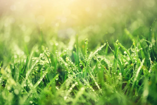 Vers Groen Gras Met Weinig Water Druppels — Stockfoto