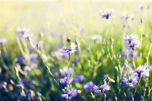 Vue Rapprochée Des Bleuets Fleurs Sur Prairie Herbeuse Coucher Soleil — Photo