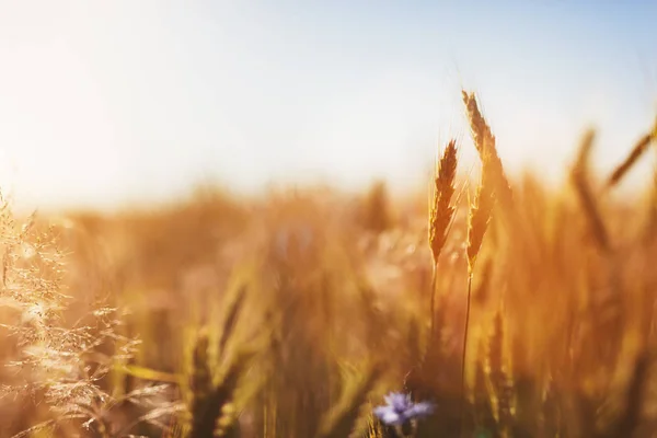 Vista Vicino Del Campo Grano Dorato Tramonto — Foto Stock