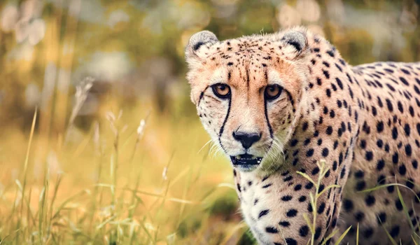 Porträtt Vild Exotisk Cheetah Jakt — Stockfoto