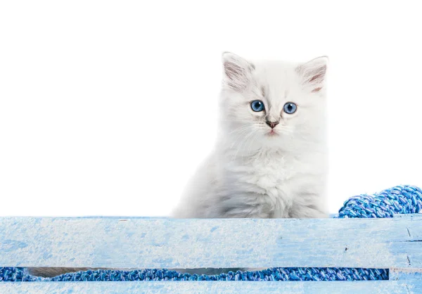 Lindo Gato Esponjoso Aislado Fondo Blanco — Foto de Stock