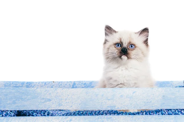 Schattig Pluizig Kat Geïsoleerd Witte Achtergrond — Stockfoto