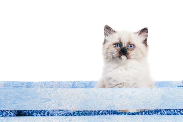 Mignon Chat Moelleux Isolé Sur Fond Blanc — Photo