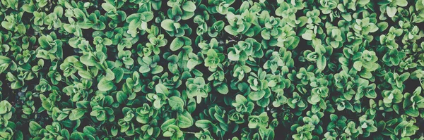 Green Wall Ivy Leaves Vintage Style Nature Background Banner Composition — Stock Photo, Image