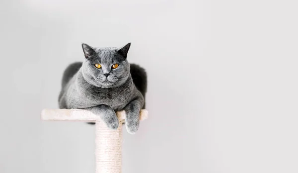 Британська Короткохвоста Кішка Лежала Подряпині Сіра Стіна — стокове фото