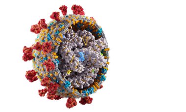 Interior structure of Coronavirus Covid-19. Scientifically accurate illustration of Covid corona virus cell. 3D render clipart