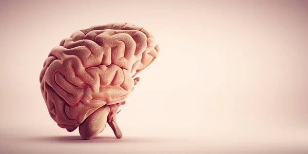 Cerebro Humano Médico Ilustración — Foto de Stock