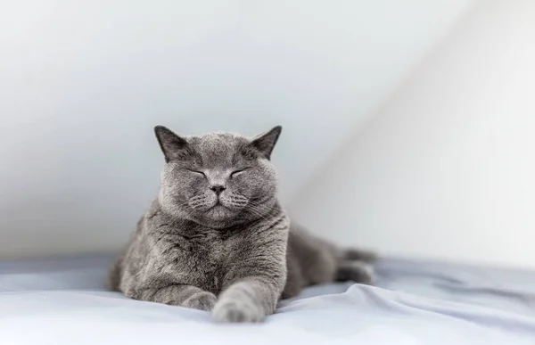 영국인 고양이가 침대에 쇼트어 — 스톡 사진