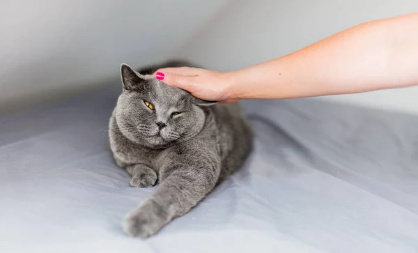 抚摸和爱抚一只猫 爱抚躺在床上的英国猫的女人 — 图库照片