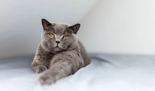 Orgulloso Gato Británico Acostado Cama Mirando Hacia Arriba Británica Taquigrafía —  Fotos de Stock