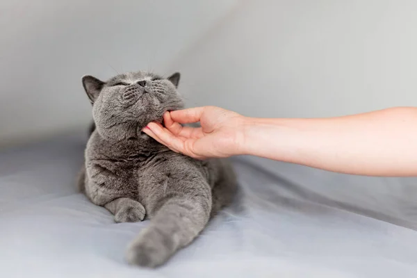 抚摸和爱抚一只猫 爱抚躺在床上的英国猫的女人 — 图库照片