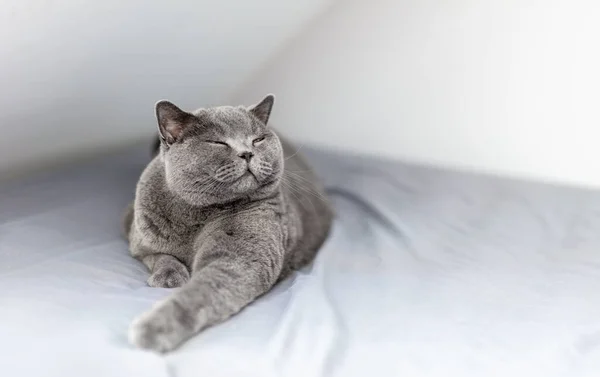 Gato Britânico Feliz Sorrindo Com Olhos Fechados Quando Deitado Cama — Fotografia de Stock