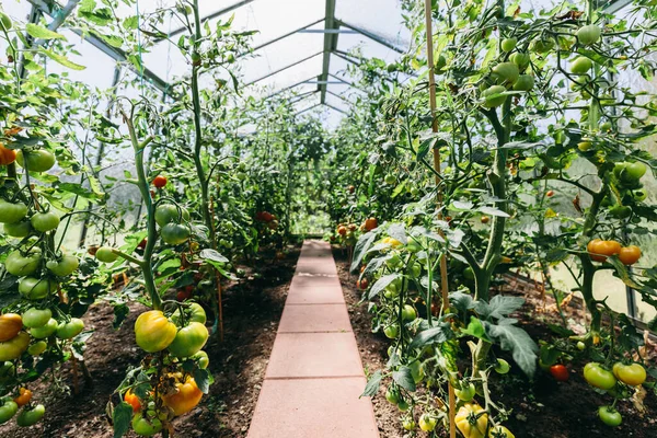 Tuinkas Met Tomatenteelt Rijping Tomaten — Stockfoto