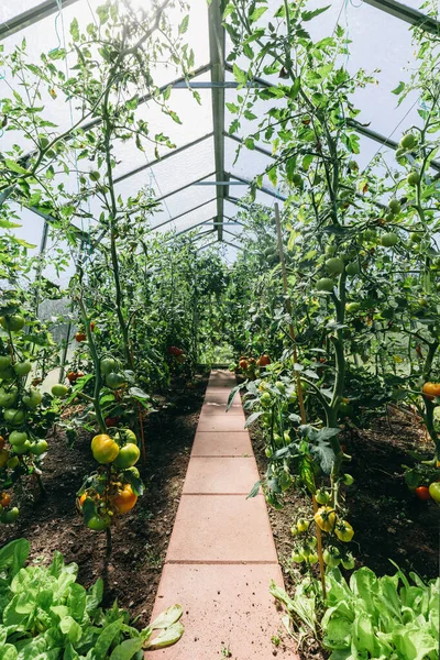 Trädgårdsväxthus Med Tomatodling Mognadslagrade Tomater — Stockfoto