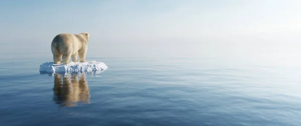 Polar Bear Ice Floe Melting Iceberg Global Warming Climate Change — Stock Photo, Image