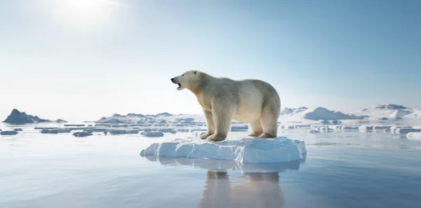 Polar Bear Ice Floe Melting Iceberg Global Warming Climate Change — Stock Photo, Image