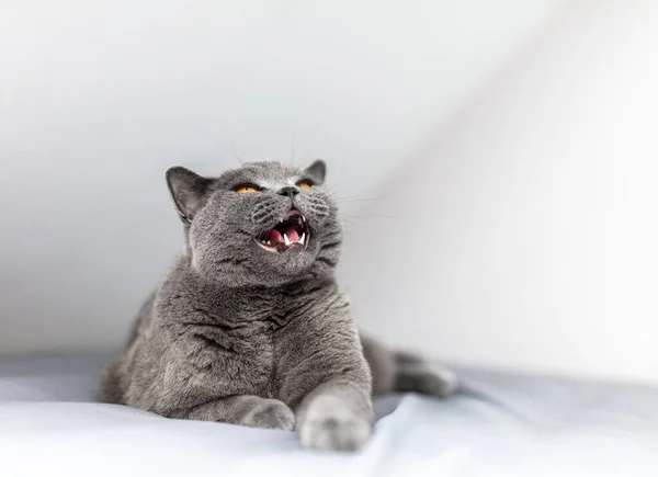Британська Кішка Позіхає Ліжку Чистокровна Порода Британців Коротких Країв — стокове фото