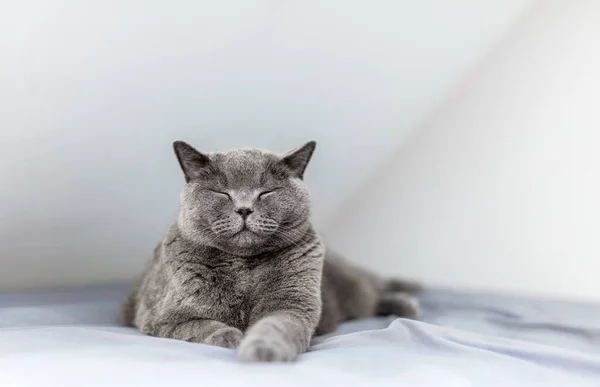 Gato Britânico Feliz Sorrindo Com Olhos Fechados Quando Deitado Cama — Fotografia de Stock