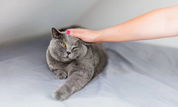 Accarezzare Accarezzare Gatto Donna Mano Accarezzando Gatto Britannico Che Trova — Foto Stock