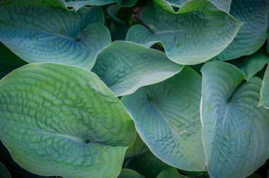 yaprak yeşil arka plan