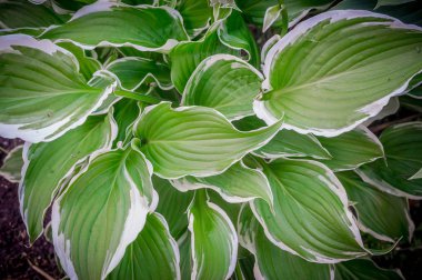 yaprak yeşil arka plan